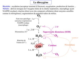 Le dioxygène
Bienfaits : oxydation (accepteur terminal d’électron), oxygénation, production de lumière…
Méfaits : dérivés toxiques de l’oxygène (fuite de la chaîne respiratoire, macrophage ayant
NADPH oxydase), réaction direct avec des composés cellulaires (dont enzymes sensibles
comme la nitriogénase), augmentation du potentiel redox du milieu.
O2
O2
.-
H2O2
OH.
1 e-
H2O
1 e-, 2 H+
1 e-, H+
1 e-, H+
Fuite non spécifique
(enzymes respiratoires)
NADPH oxidase
(macrophage)
O2
x 2 2 H+
Superoxyde dismutase (SOD)
O2
x 2
Catalase
x 2
x 2
NADH,H+
NAD+
Péroxidase
Dismutation, Fe2+
Réaction de
Fenton (Fe2+)
H2O
 