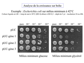 Analyse de la croissance sur boîte
Exemple : Escherichia coli sur milieu minimum à 42°C
Culture liquide en LB + Amp de nuit à 30°C (DO 4) diluée à DO 0,3 – dépôt de 5 µl – incubation 24 ou 48h
pure 10-1 10-2 10-3 10-4
pUC
pUC-gène 1
pUC-gène 2
pUC-gène 3
pure 10-1 10-2 10-3 10-4
Milieu minimum glucose Milieu minimum glycérol
 
