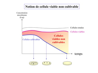 Cellules totales
Cellules cultivables
Cellules viables
Cellules
viables non
cultivables
temps
Concentration
microbienne
(Log)
Notion de cellule viable non cultivable
 