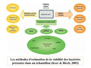 Les méthodes d'estimation de la viabilité des bactéries
présentes dans un échantillon (Keer & Birch, 2003)
 
