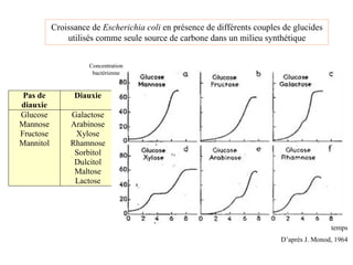 Croissance de Escherichia coli en présence de différents couples de glucides
utilisés comme seule source de carbone dans un milieu synthétique
D’après J. Monod, 1964
temps
Concentration
bactérienne
Pas de
diauxie
Diauxie
Glucose
Mannose
Fructose
Mannitol
Galactose
Arabinose
Xylose
Rhamnose
Sorbitol
Dulcitol
Maltose
Lactose
 