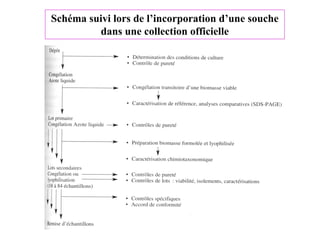 Schéma suivi lors de l’incorporation d’une souche
dans une collection officielle
 