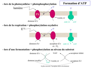 - lors de la photosynthèse = photophosphorylation
- lors de la respiration = phosphorylation oxydative
- lors d’une fermentation = phosphorylation au niveau du substrat
lumière
PS
NADH, H+
e-
donneur d’e-
E’°
e-
donneur d’e- accepteur d’e-
ex : O2
ADP, Pi ATP
ADP, Pi ATP
H+
H+
H+
H+
Formation d’ATP
donneur d’e-
accepteur d’e-
NADH, H+
NAD+
ATP
donneur oxydé
accepteur réduit
le plus souvent, l’accepteur dérive du donneur
 