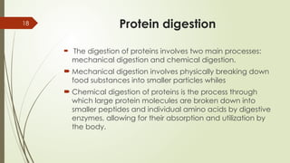 18 Protein digestion
 The digestion of proteins involves two main processes:
mechanical digestion and chemical digestion.
 Mechanical digestion involves physically breaking down
food substances into smaller particles whiles
 Chemical digestion of proteins is the process through
which large protein molecules are broken down into
smaller peptides and individual amino acids by digestive
enzymes, allowing for their absorption and utilization by
the body.
 