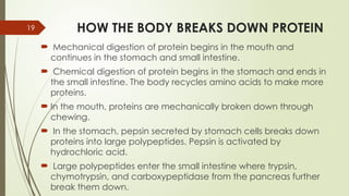 19 HOW THE BODY BREAKS DOWN PROTEIN
 Mechanical digestion of protein begins in the mouth and
continues in the stomach and small intestine.
 Chemical digestion of protein begins in the stomach and ends in
the small intestine. The body recycles amino acids to make more
proteins.
 In the mouth, proteins are mechanically broken down through
chewing.
 In the stomach, pepsin secreted by stomach cells breaks down
proteins into large polypeptides. Pepsin is activated by
hydrochloric acid.
 Large polypeptides enter the small intestine where trypsin,
chymotrypsin, and carboxypeptidase from the pancreas further
break them down.
 