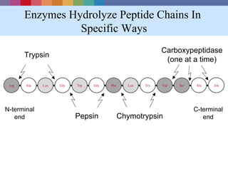Enzymes Hydrolyze Peptide Chains In
                 Specific Ways
                                                         Carboxypeptidase
       Trypsin
                                                          (one at a time)


 Arg   Ala   Lys   Gly   Trp   Gly   Phe     Leu   Try   Val   Ser   Ala   Ala




N-terminal                                                           C-terminal
   end                   Pepsin            Chymotrypsin                 end
 