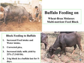 Buffalo Feeding on
Wheat-Bran Molasses
Multi-nutrient Feed Block
Block Feeding to Buffalo
1. Increased Feed intake and
Wat...