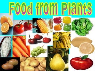 Food from Plants 