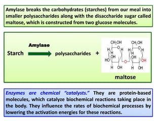 Amylase Example Nutrition: Acquiring Nutrients from Foods. | PPTX