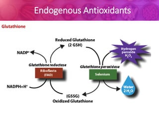 Oxidative stress and the eye | PDF