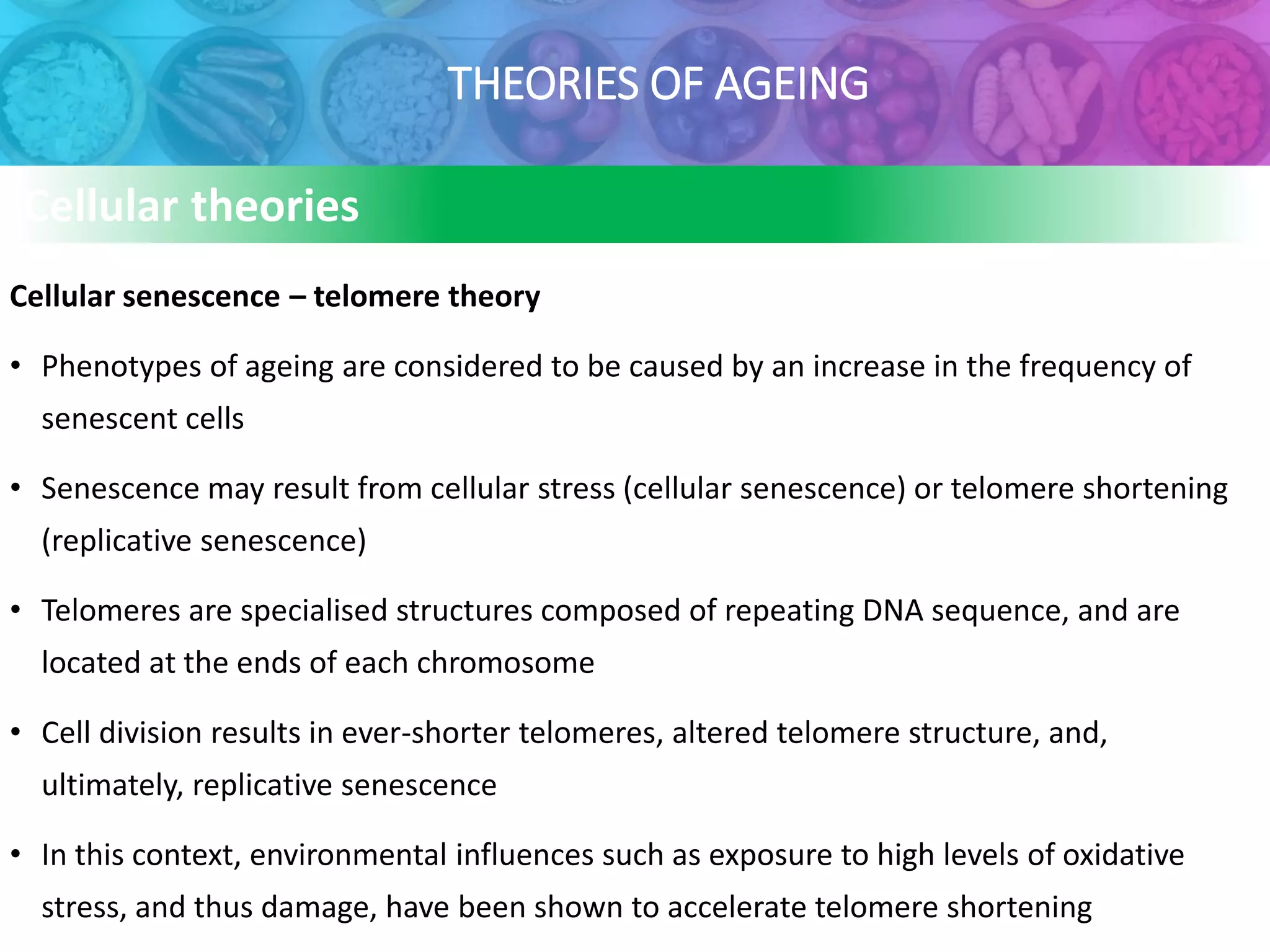 THEORIES OF AGEING
Cellular theories
Cellular senescence – telomere theory
• Phenotypes of ageing are considered to be caused by an increase in the frequency of
senescent cells
• Senescence may result from cellular stress (cellular senescence) or telomere shortening
(replicative senescence)
• Telomeres are specialised structures composed of repeating DNA sequence, and are
located at the ends of each chromosome
• Cell division results in ever-shorter telomeres, altered telomere structure, and,
ultimately, replicative senescence
• In this context, environmental influences such as exposure to high levels of oxidative
stress, and thus damage, have been shown to accelerate telomere shortening
 