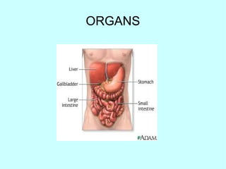 ORGANS

 