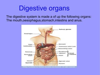 Digestive organs
The digestive system is made a of up the following organs:
The mouth,oesophagus,stomach,intestins and anus.

 