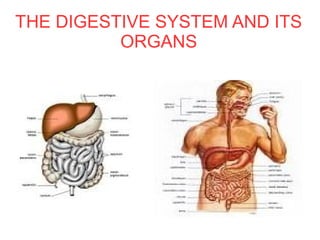 THE DIGESTIVE SYSTEM AND ITS
ORGANS

 