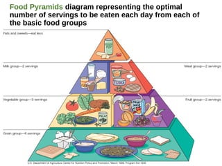 Food Pyramids diagram representing the optimal
number of servings to be eaten each day from each of
the basic food groups
61
 