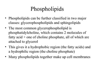 Phospholipids 
• Phospholipids can be further classified in two major 
classes: glycerophospholipids and sphingolipids 
• The most common glycerophospholipid is 
phosphatidylcholine, which contains 2 molecules of 
fatty acid + one of choline phosphate, all of which are 
attached to glycerol 
• This gives it a hydrophobic region (the fatty acids) and 
a hydrophilic region (the choline phosphate) 
• Many phospholipids together make up cell membranes 
 