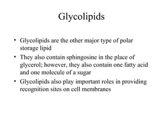 Glycolipids 
• Glycolipids are the other major type of polar 
storage lipid 
• They also contain sphingosine in the place of 
glycerol; however, they also contain one fatty acid 
and one molecule of a sugar 
• Glycolipids also play important roles in providing 
recognition sites on cell membranes 
 