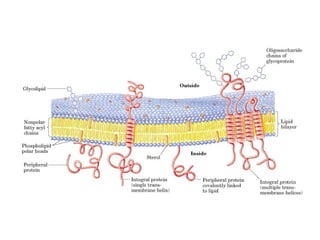 Nutritional biochemistry lecture 5
