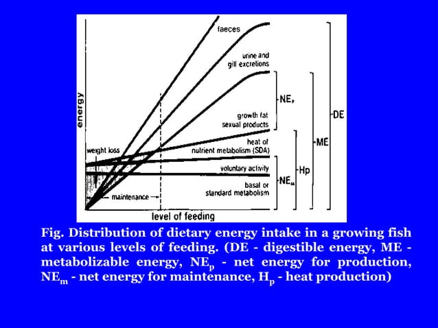 Nutritional bioenergetics in fish | PPTX | Chemistry | Science