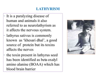 • It is a paralyzing disease of
human and animals it also
referred to as neurolathyrism as
it affects the nervous system.
• lathyrus sativus is commonly
known as ‘khesari dhal’, a good
source of protein but its toxins
affects the nerves
• the toxin present in lathyrus seed
has been identified as beta oxalyl
amino alanine (BOAA) which has
blood brain barrier
LATHYRISM
 