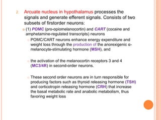 2. Arcuate nucleus in hypothalamus processes the
signals and generate efferent signals. Consists of two
subsets of firstorder neurons:
 (1) POMC (pro-opiomelanocortin) and CART (cocaine and
amphetamine-regulated transcripts) neurons
 POMC/CART neurons enhance energy expenditure and
weight loss through the production of the anorexigenic α-
melanocyte-stimulating hormone (MSH), and
 the activation of the melanocortin receptors 3 and 4
(MC3/4R) in second-order neurons.
 These second order neurons are in turn responsible for
producing factors such as thyroid releasing hormone (TSH)
and corticotropin releasing hormone (CRH) that increase
the basal metabolic rate and anabolic metabolism, thus
favoring weight loss
 