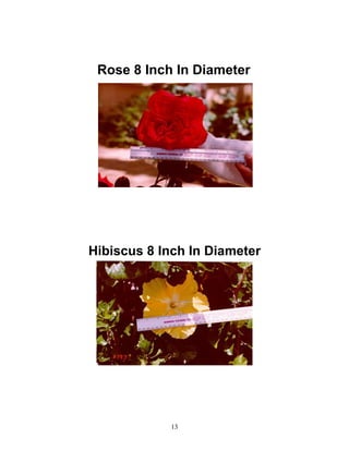 Rose 8 Inch In Diameter

Hibiscus 8 Inch In Diameter

13

 