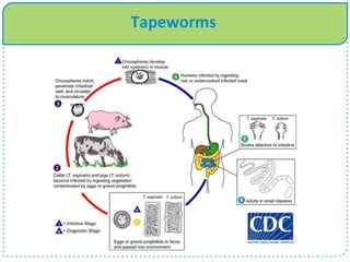 Tapeworms
 