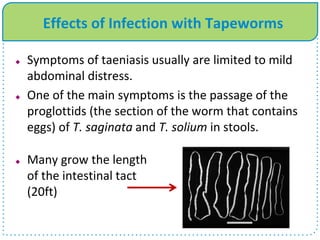 Effects of Infection with Tapeworms
 Symptoms of taeniasis usually are limited to mild
abdominal distress.
 One of the main symptoms is the passage of the
proglottids (the section of the worm that contains
eggs) of T. saginata and T. solium in stools.
 Many grow the length
of the intestinal tact
(20ft)
 