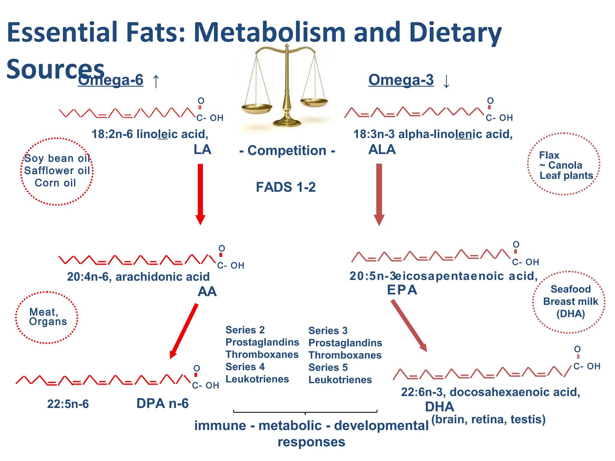 C- OH
O
20:4n-6, arachidonic acid
AA
Meat,
Organs
FADS 1-2
Flax
~ Canola
Leaf plants
C- OH
O
18:3n-3 alpha-linolenic acid,
ALA
C- OH
C- OH
O
20:5n-3eicosapentaenoic acid,
EPA
Omega-3 ↓
Seafood
Breast milk
(DHA)
22:6n-3, docosahexaenoic acid,
DHA
(brain, retina, testis)
O
C- OH
O
22:5n-6 DPA n-6
Series 2
Prostaglandins
Thromboxanes
Series 4
Leukotrienes
immune - metabolic - developmental
responses
Omega-6 ↑
O
C- OH
18:2n-6 linoleic acid,
LA
Soy bean oil
Safflower oil
Corn oil
- Competition -
Essential Fats: Metabolism and Dietary
Sources
Series 3
Prostaglandins
Thromboxanes
Series 5
Leukotrienes
 