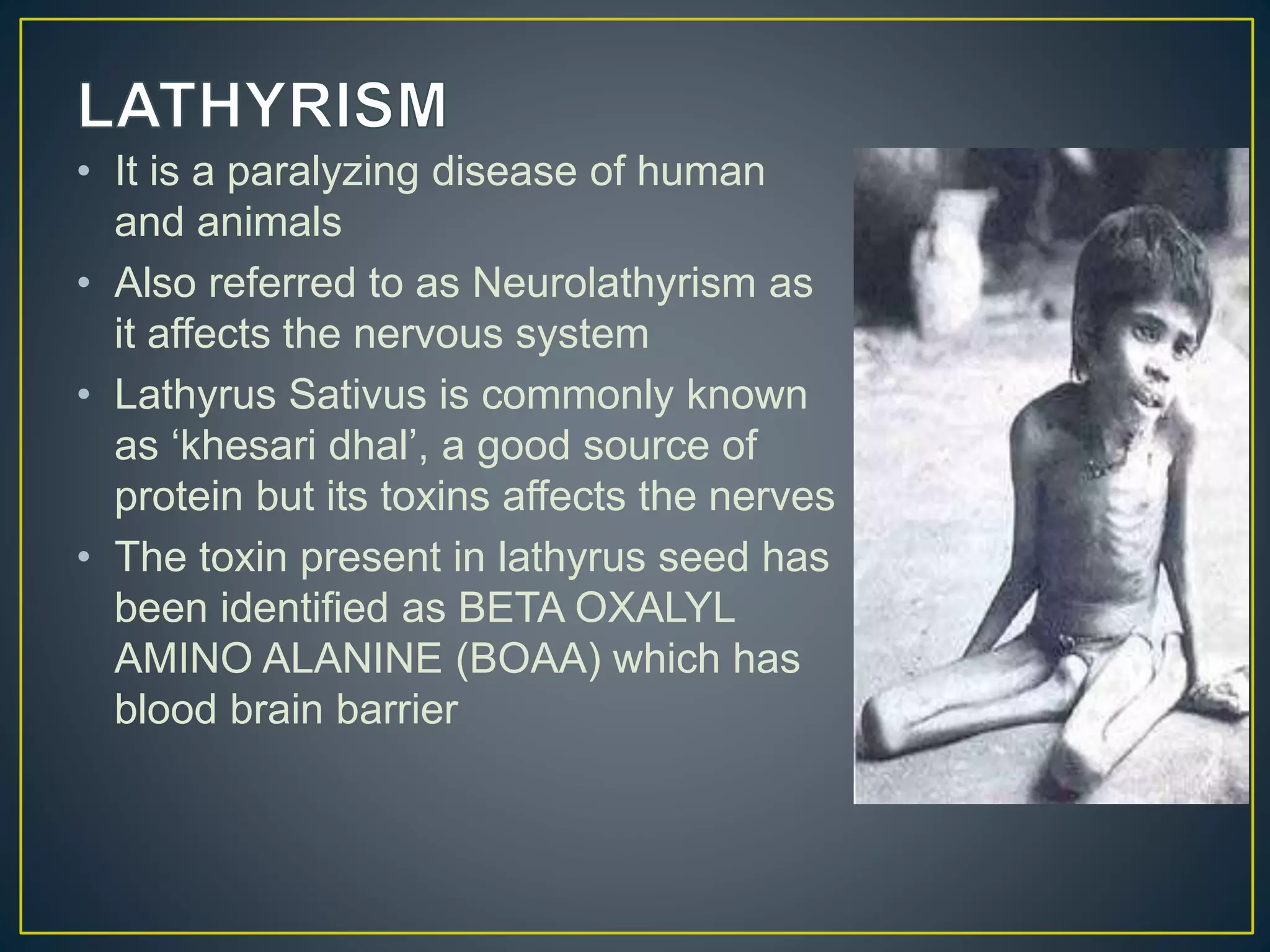 • It is a paralyzing disease of human
and animals
• Also referred to as Neurolathyrism as
it affects the nervous system
• Lathyrus Sativus is commonly known
as ‘khesari dhal’, a good source of
protein but its toxins affects the nerves
• The toxin present in lathyrus seed has
been identified as BETA OXALYL
AMINO ALANINE (BOAA) which has
blood brain barrier
 