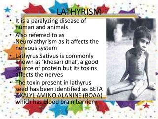 LATHYRISM
• It is a paralyzing disease of
human and animals
• Also referred to as
Neurolathyrism as it affects the
nervous system
• Lathyrus Sativus is commonly
known as ‘khesari dhal’, a good
source of protein but its toxins
affects the nerves
• The toxin present in lathyrus
seed has been identified as BETA
OXALYL AMINO ALANINE (BOAA)
which has blood brain barrier
 