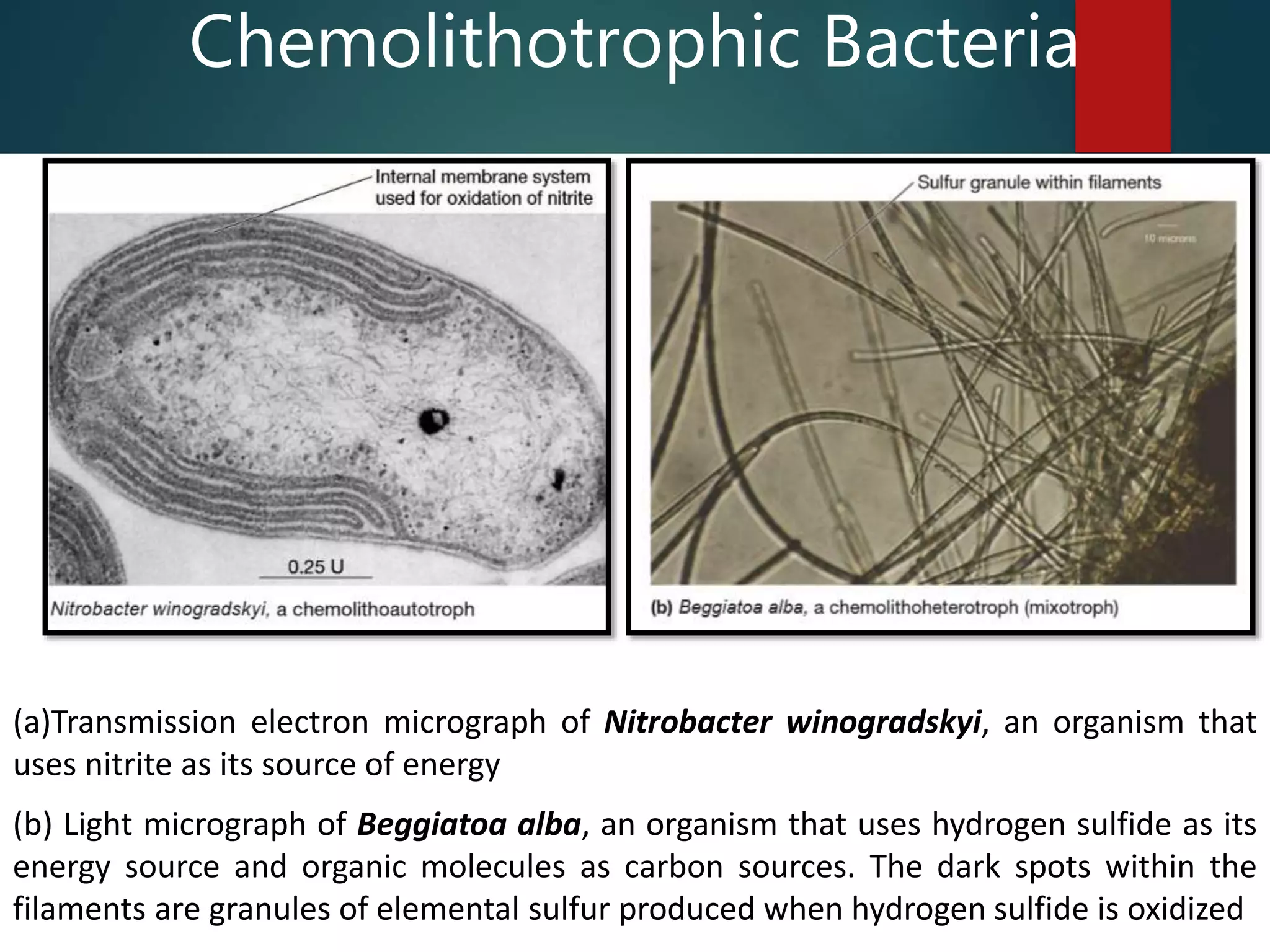 Chemolithotrophic Bacteria
(a)Transmission electron micrograph of Nitrobacter winogradskyi, an organism that
uses nitrite as its source of energy
(b) Light micrograph of Beggiatoa alba, an organism that uses hydrogen sulfide as its
energy source and organic molecules as carbon sources. The dark spots within the
filaments are granules of elemental sulfur produced when hydrogen sulfide is oxidized
 