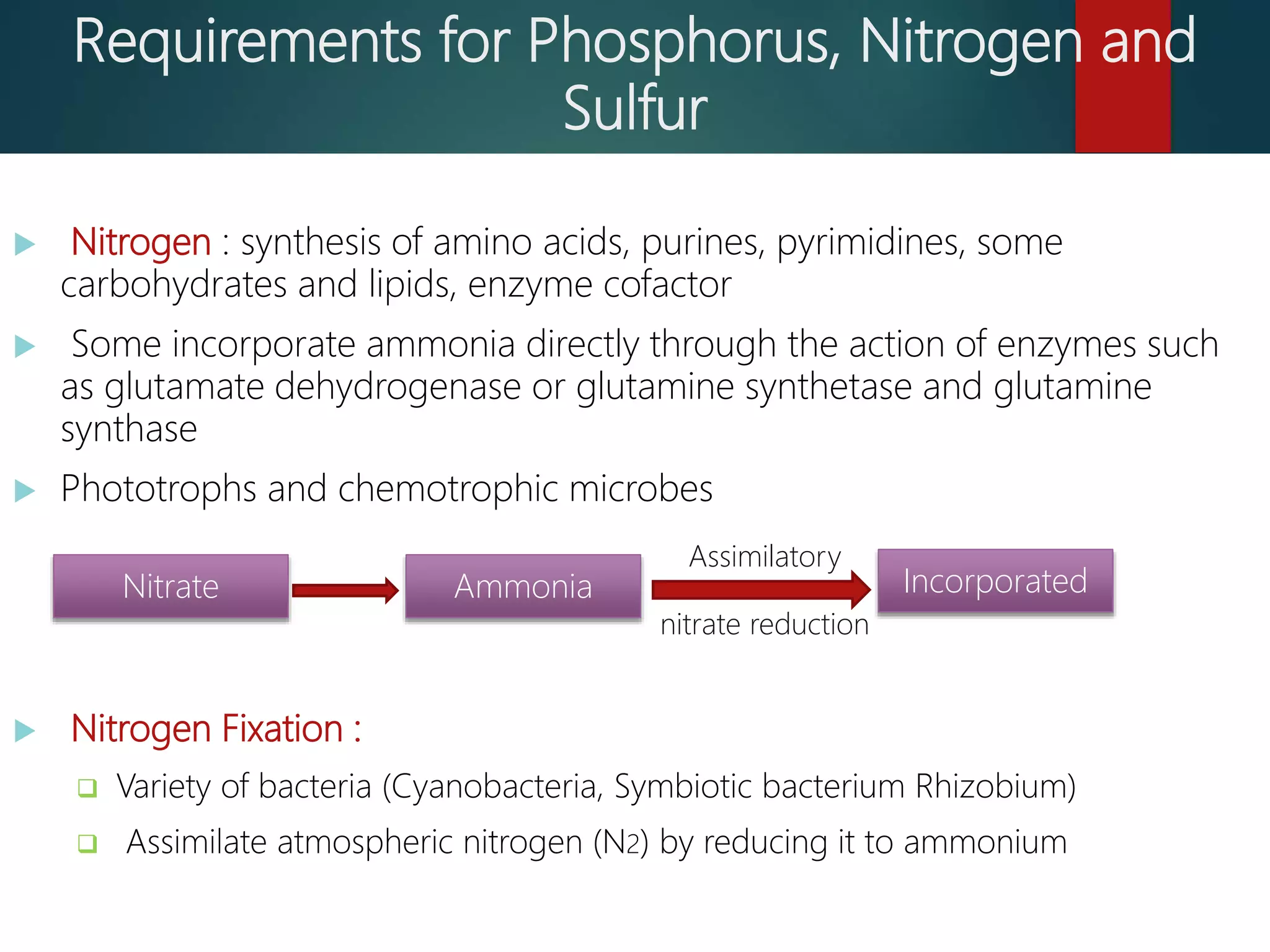 Requirements for Phosphorus, Nitrogen and
Sulfur
 Nitrogen : synthesis of amino acids, purines, pyrimidines, some
carbohydrates and lipids, enzyme cofactor
 Some incorporate ammonia directly through the action of enzymes such
as glutamate dehydrogenase or glutamine synthetase and glutamine
synthase
 Phototrophs and chemotrophic microbes
 Nitrogen Fixation :
 Variety of bacteria (Cyanobacteria, Symbiotic bacterium Rhizobium)
 Assimilate atmospheric nitrogen (N2) by reducing it to ammonium
Nitrate Ammonia Incorporated
Assimilatory
nitrate reduction
 