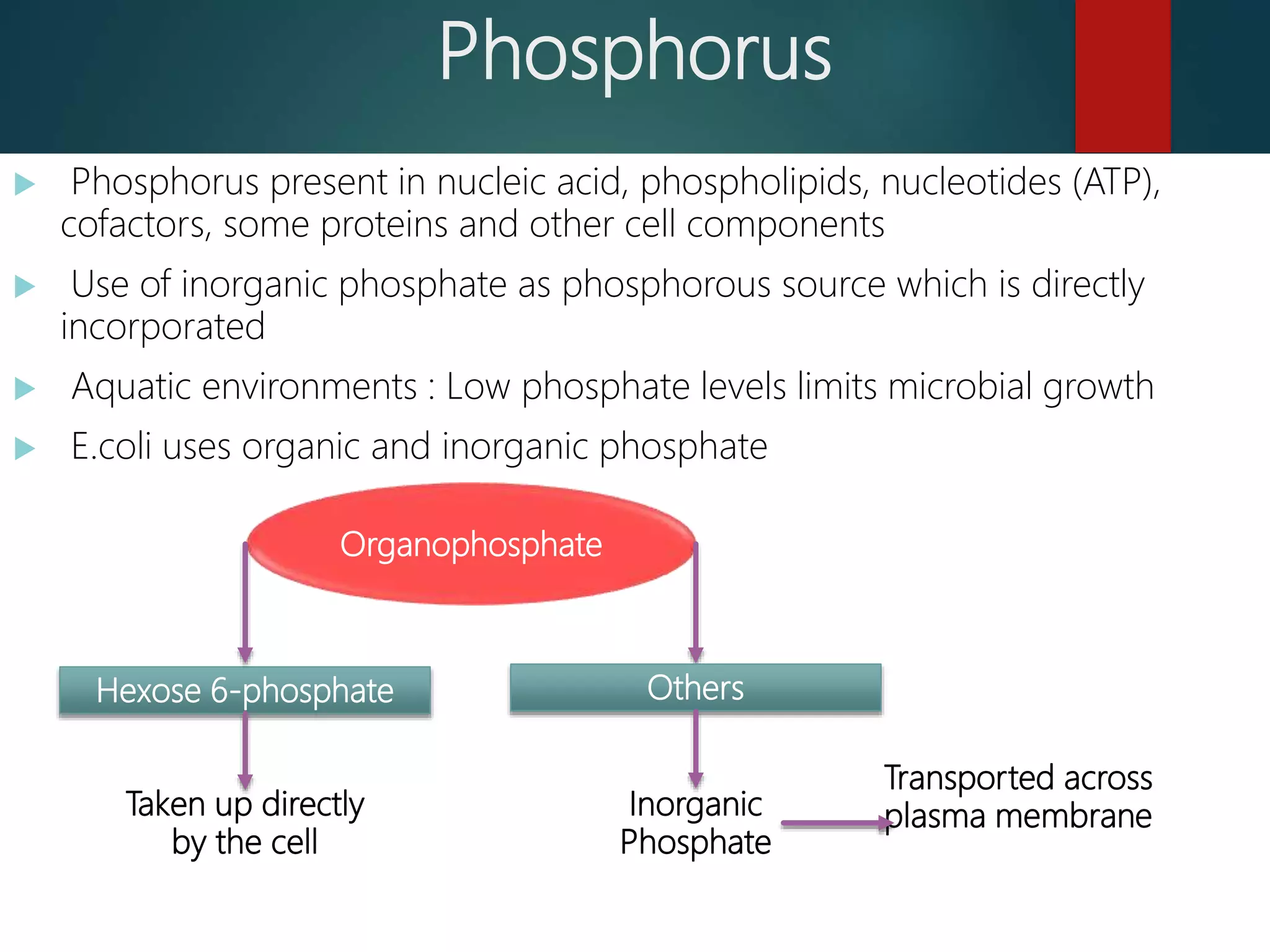 Phosphorus
 Phosphorus present in nucleic acid, phospholipids, nucleotides (ATP),
cofactors, some proteins and other cell components
 Use of inorganic phosphate as phosphorous source which is directly
incorporated
 Aquatic environments : Low phosphate levels limits microbial growth
 E.coli uses organic and inorganic phosphate
Organophosphate
Hexose 6-phosphate
Taken up directly
by the cell
Others
Inorganic
Phosphate
Transported across
plasma membrane
 
