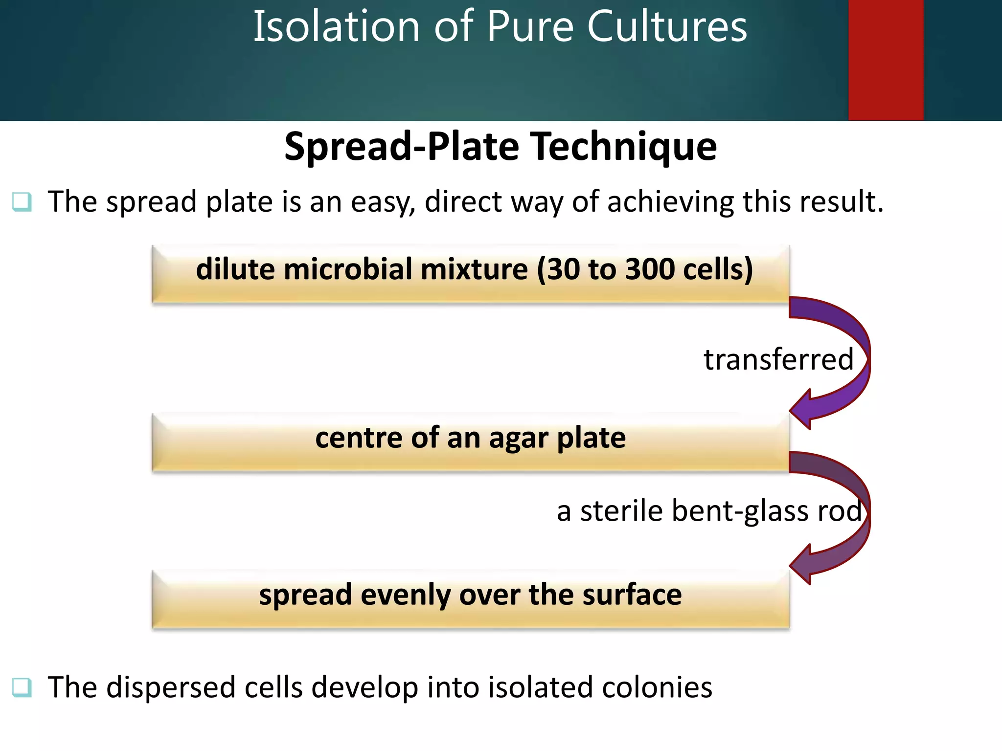  The spread plate is an easy, direct way of achieving this result.
 The dispersed cells develop into isolated colonies
Isolation of Pure Cultures
Spread-Plate Technique
dilute microbial mixture (30 to 300 cells)
transferred
centre of an agar plate
a sterile bent-glass rod
spread evenly over the surface
 