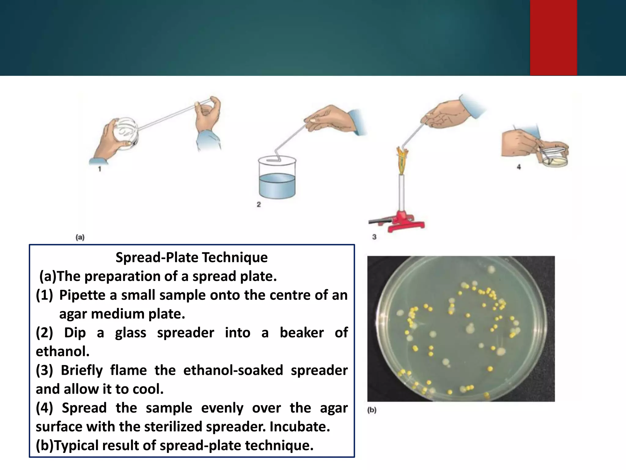 Spread-Plate Technique
(a)The preparation of a spread plate.
(1) Pipette a small sample onto the centre of an
agar medium plate.
(2) Dip a glass spreader into a beaker of
ethanol.
(3) Briefly flame the ethanol-soaked spreader
and allow it to cool.
(4) Spread the sample evenly over the agar
surface with the sterilized spreader. Incubate.
(b)Typical result of spread-plate technique.
 