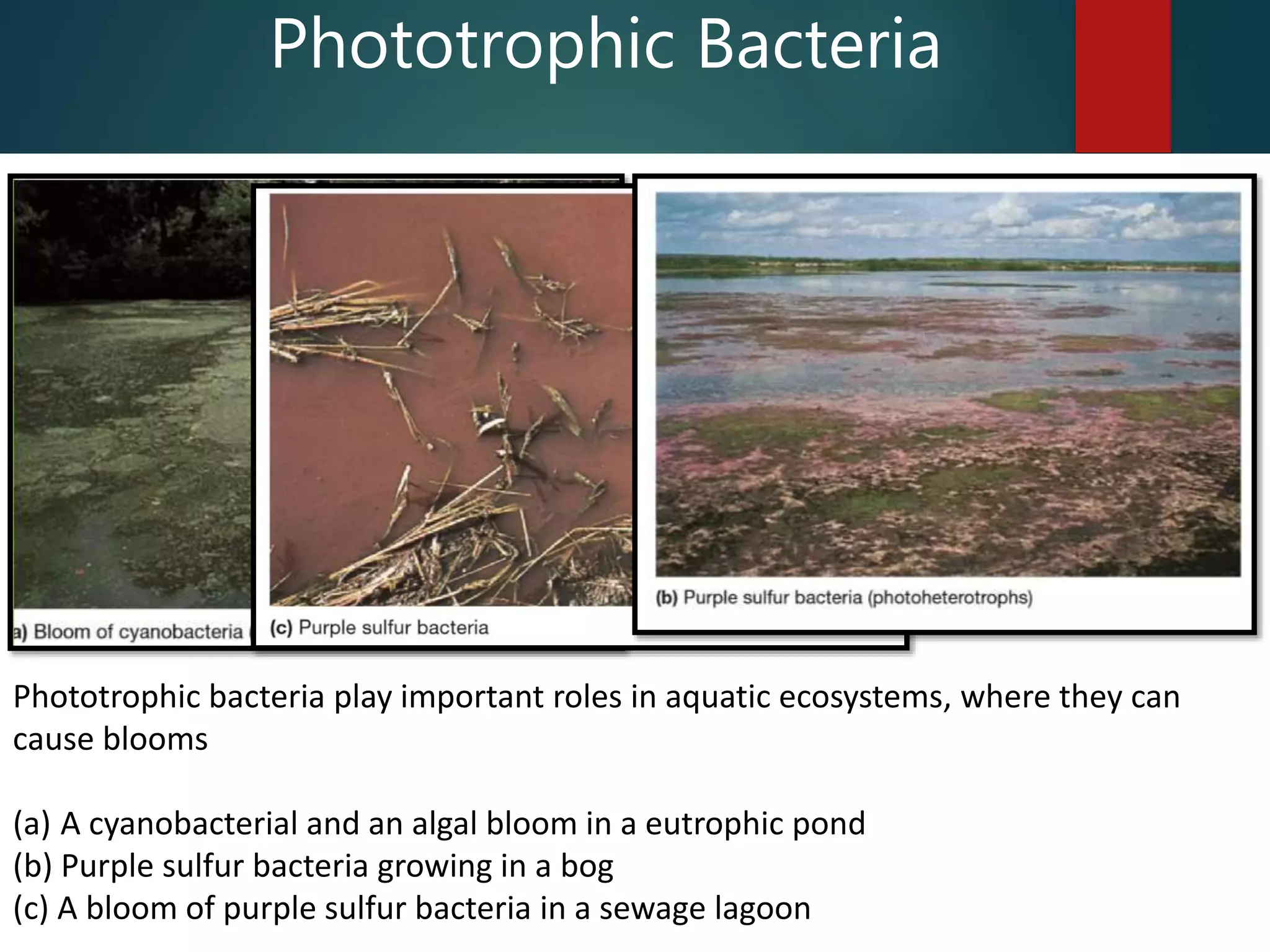 Phototrophic bacteria play important roles in aquatic ecosystems, where they can
cause blooms
(a) A cyanobacterial and an algal bloom in a eutrophic pond
(b) Purple sulfur bacteria growing in a bog
(c) A bloom of purple sulfur bacteria in a sewage lagoon
Phototrophic Bacteria
 