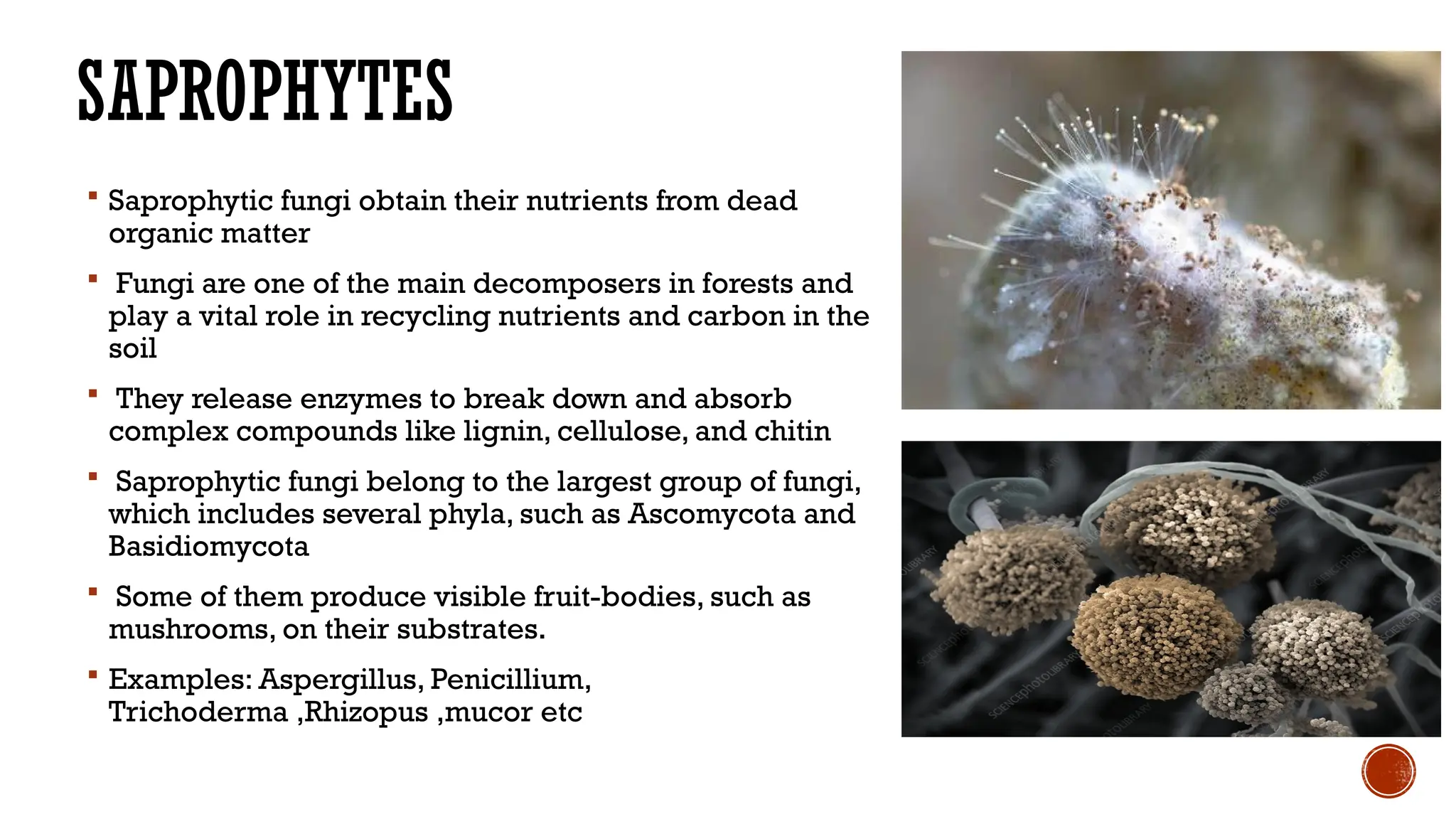 nutritional requirements of fungi sneha.pptx