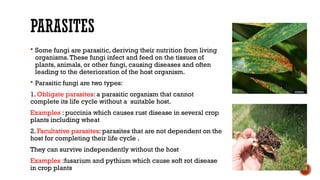 Rust Parasites nutritional requirements of fungi sneha.pptx