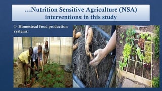 …Nutrition Sensitive Agriculture (NSA)
interventions in this study
1- Homestead food production
systems:
 