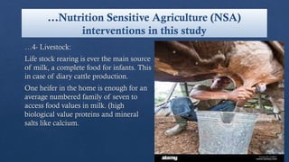 …Nutrition Sensitive Agriculture (NSA)
interventions in this study
…4- Livestock:
Life stock rearing is ever the main source
of milk, a complete food for infants. This
in case of diary cattle production.
One heifer in the home is enough for an
average numbered family of seven to
access food values in milk. (high
biological value proteins and mineral
salts like calcium.
 