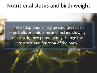 Nutritional status and birth weight
These adaptations may be cardiovascular,
metabolic or endocrine and include slowing
of growth, they permanently change the
structure and function of the body.
 