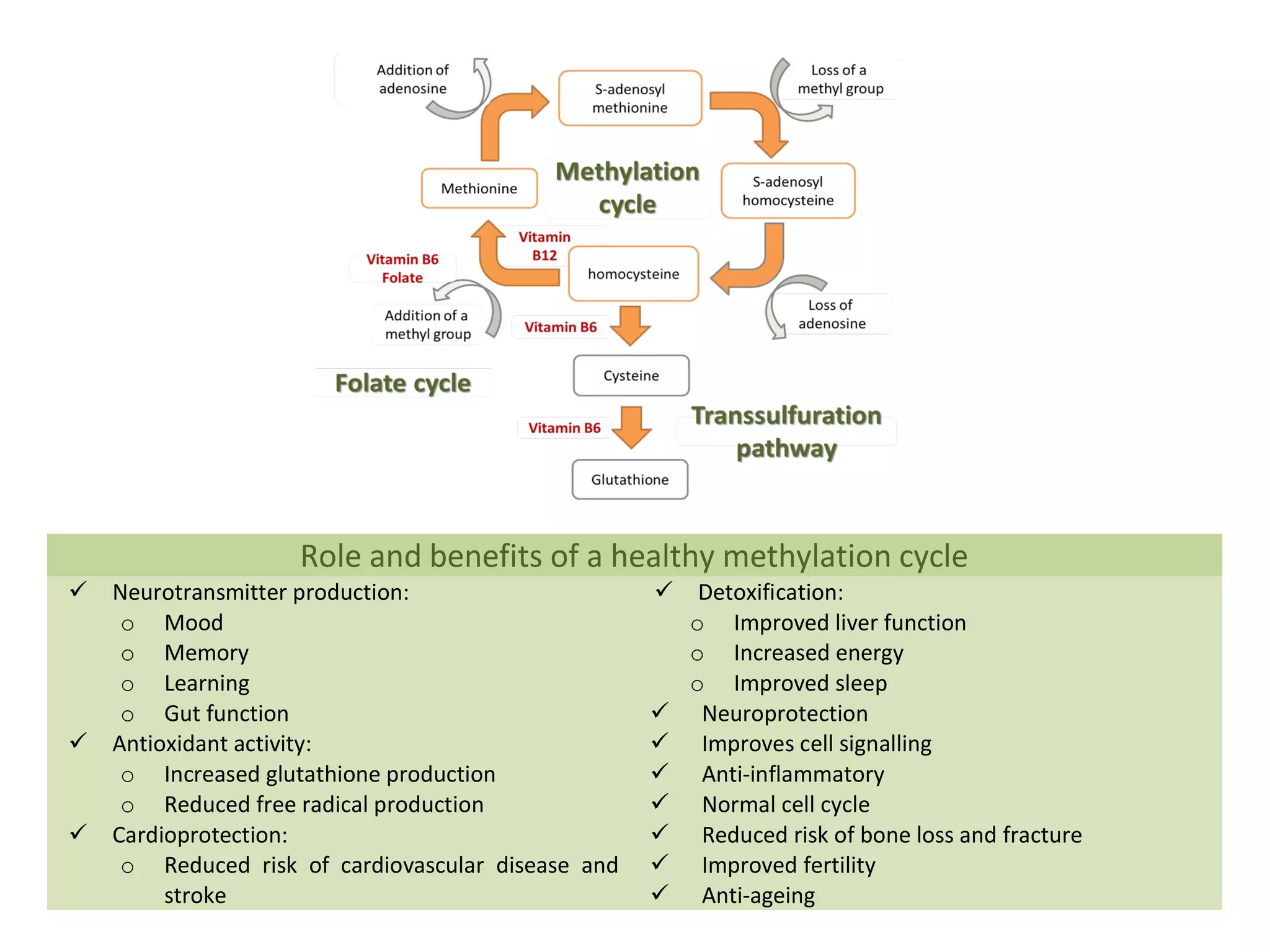 Role and benefits of a healthy methylation cycle
 Neurotransmitter production:
o Mood
o Memory
o Learning
o Gut function
 Antioxidant activity:
o Increased glutathione production
o Reduced free radical production
 Cardioprotection:
o Reduced risk of cardiovascular disease and
stroke
 Detoxification:
o Improved liver function
o Increased energy
o Improved sleep
 Neuroprotection
 Improves cell signalling
 Anti-inflammatory
 Normal cell cycle
 Reduced risk of bone loss and fracture
 Improved fertility
 Anti-ageing
 
