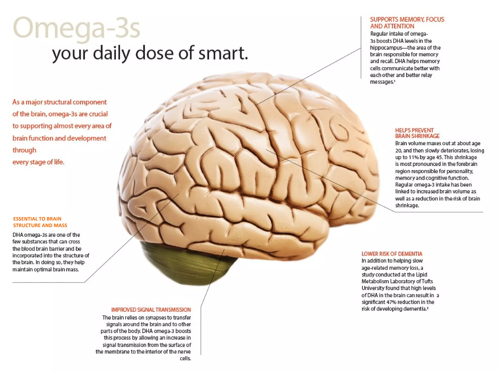 ESSENTIAL TO BRAIN
STRUCTURE AND MASS
 