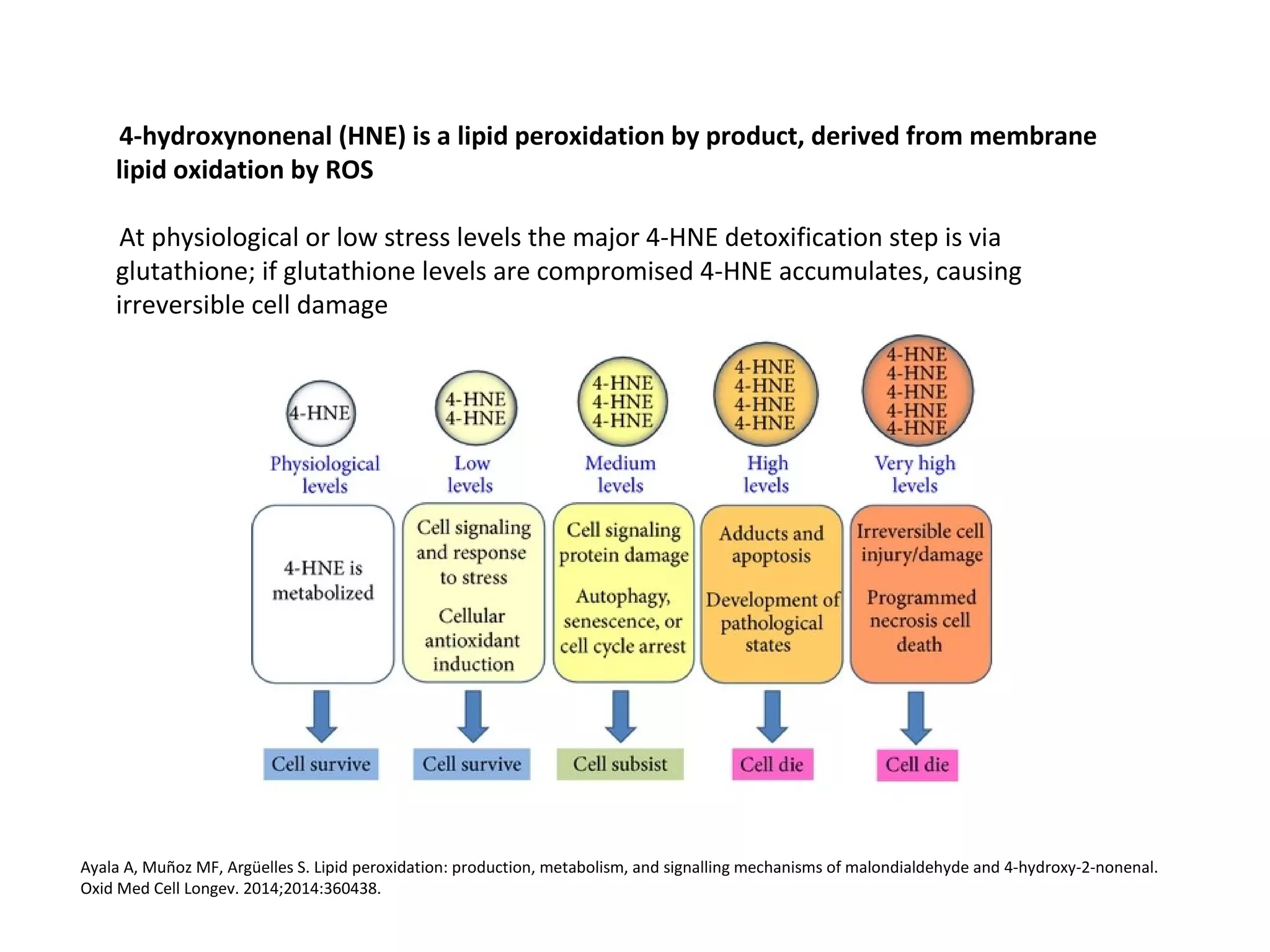 4-hydroxynonenal (HNE) is a lipid peroxidation by product, derived from membrane
lipid oxidation by ROS
At physiological or low stress levels the major 4-HNE detoxification step is via
glutathione; if glutathione levels are compromised 4-HNE accumulates, causing
irreversible cell damage
Ayala A, Muñoz MF, Argüelles S. Lipid peroxidation: production, metabolism, and signalling mechanisms of malondialdehyde and 4-hydroxy-2-nonenal.
Oxid Med Cell Longev. 2014;2014:360438.
 
