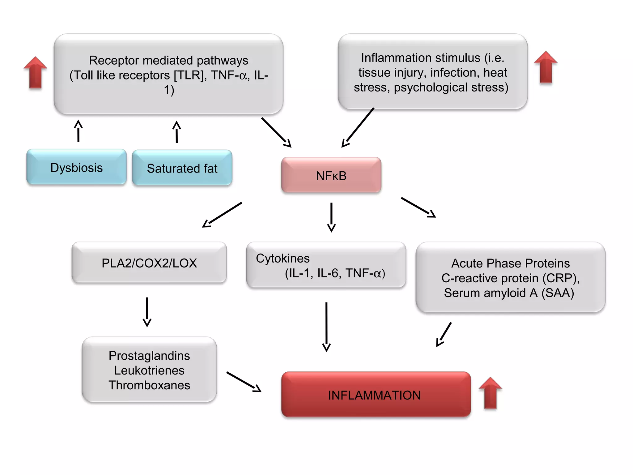 Cytokines
(IL-1, IL-6, TNF-α)
Acute Phase Proteins
C-reactive protein (CRP),
Serum amyloid A (SAA)
PLA2/COX2/LOX
NFκB
Receptor mediated pathways
(Toll like receptors [TLR], TNF-α, IL-
1)
Inflammation stimulus (i.e.
tissue injury, infection, heat
stress, psychological stress)
Prostaglandins
Leukotrienes
Thromboxanes
INFLAMMATION
Saturated fatDysbiosis
 
