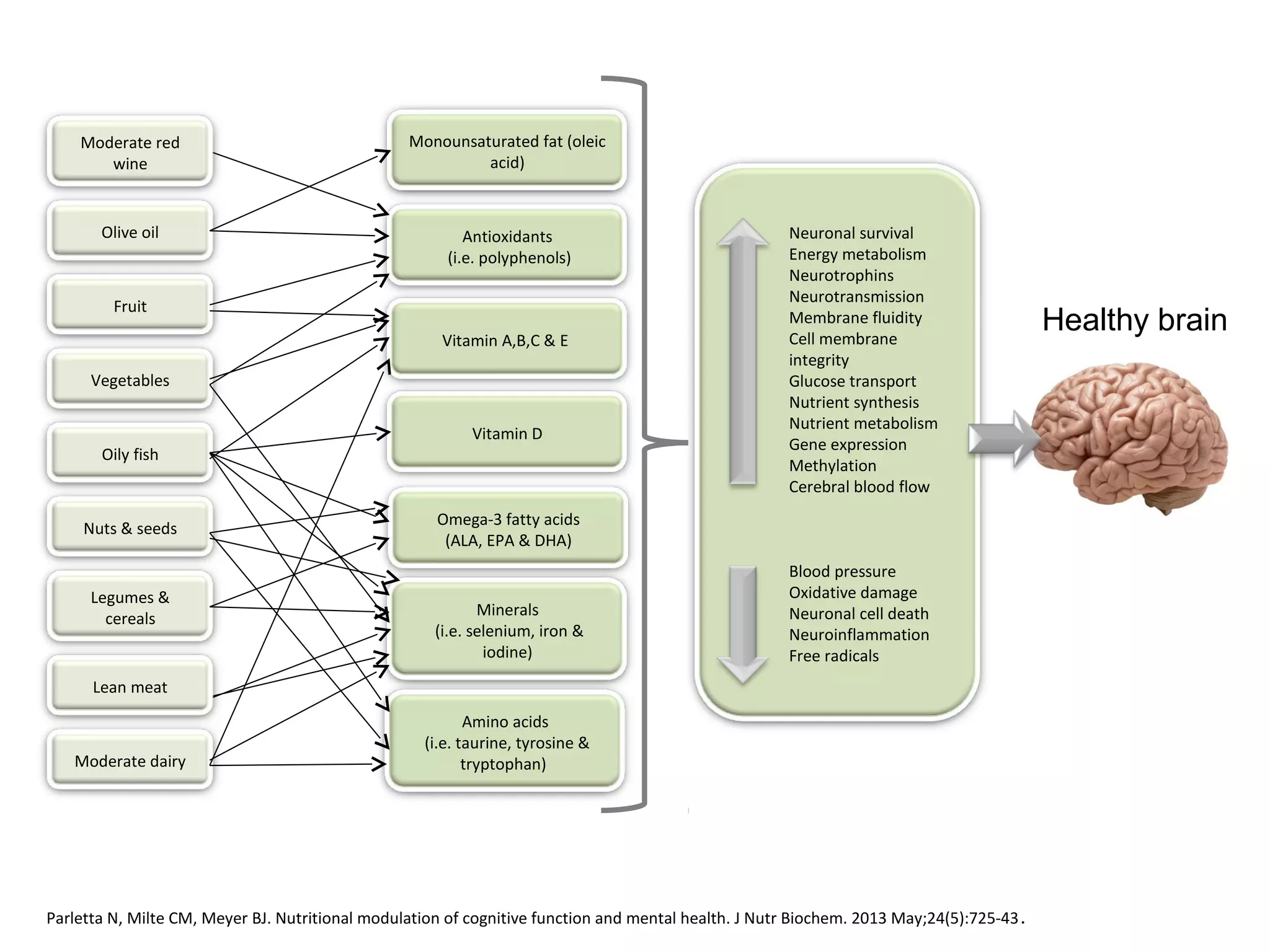 Olive oil
Fruit
Vegetables
Oily fish
Nuts & seeds
Legumes &
cereals
Monounsaturated fat (oleic
acid)
Antioxidants
(i.e. polyphenols)
Vitamin A,B,C & E
Vitamin D
Omega-3 fatty acids
(ALA, EPA & DHA)
Minerals
(i.e. selenium, iron &
iodine)
Amino acids
(i.e. taurine, tyrosine &
tryptophan)
Moderate red
wine
Lean meat
Moderate dairy
Neuronal survival
Energy metabolism
Neurotrophins
Neurotransmission
Membrane fluidity
Cell membrane
integrity
Glucose transport
Nutrient synthesis
Nutrient metabolism
Gene expression
Methylation
Cerebral blood flow
Blood pressure
Oxidative damage
Neuronal cell death
Neuroinflammation
Free radicals
Healthy brain
Parletta N, Milte CM, Meyer BJ. Nutritional modulation of cognitive function and mental health. J Nutr Biochem. 2013 May;24(5):725-43.
 