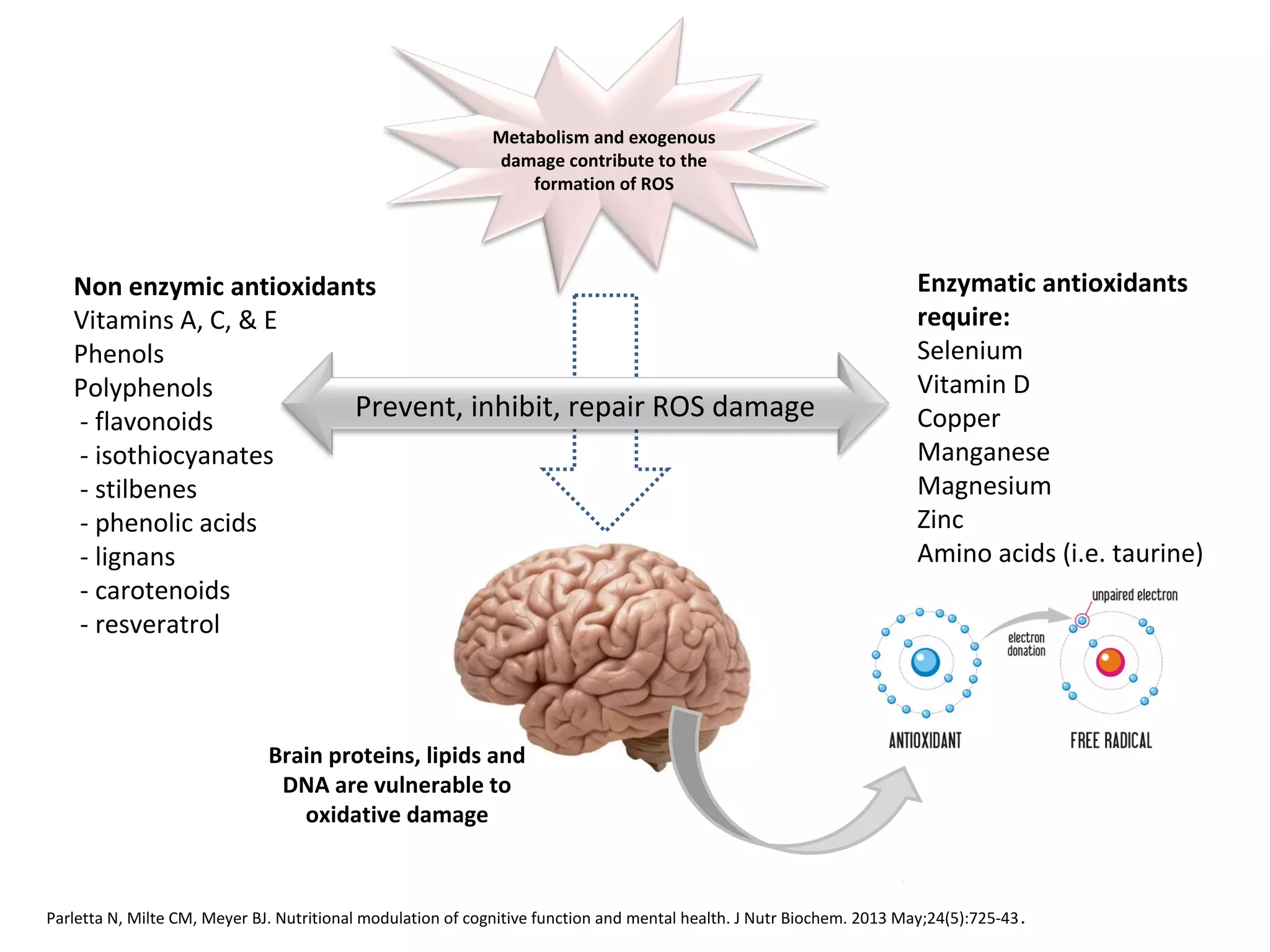 Non enzymic antioxidants
Vitamins A, C, & E
Phenols
Polyphenols
 - flavonoids
 - isothiocyanates
 - stilbenes
 - phenolic acids
 - lignans
 - carotenoids
 - resveratrol
Enzymatic antioxidants
require:
Selenium
Vitamin D
Copper
Manganese
Magnesium
Zinc
Amino acids (i.e. taurine)
Brain proteins, lipids and
DNA are vulnerable to
oxidative damage
Prevent, inhibit, repair ROS damage
Metabolism and exogenous
damage contribute to the
formation of ROS
Parletta N, Milte CM, Meyer BJ. Nutritional modulation of cognitive function and mental health. J Nutr Biochem. 2013 May;24(5):725-43.
 