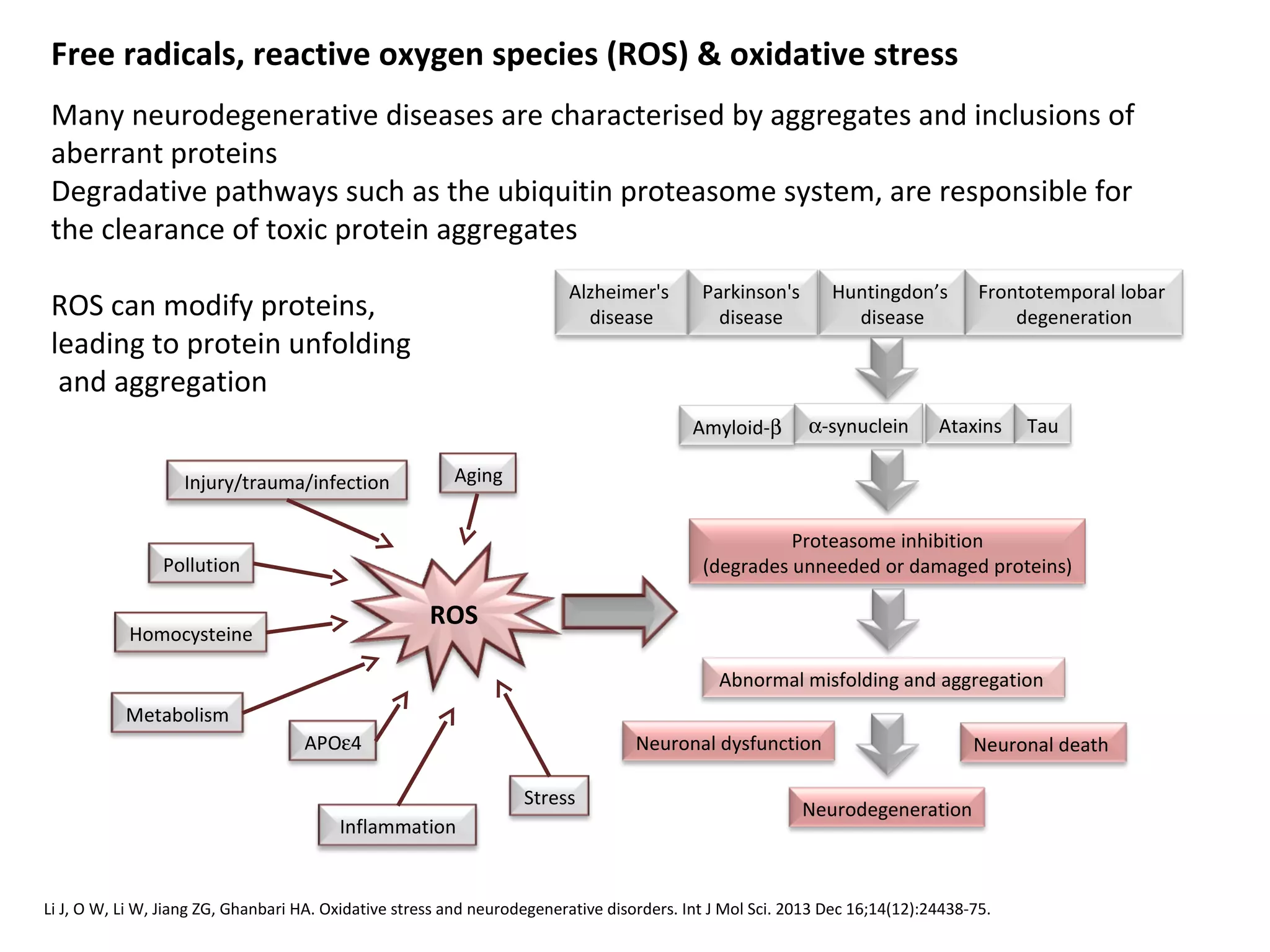 Free radicals, reactive oxygen species (ROS) & oxidative stress
Many neurodegenerative diseases are characterised by aggregates and inclusions of
aberrant proteins
Degradative pathways such as the ubiquitin proteasome system, are responsible for
the clearance of toxic protein aggregates
ROS can modify proteins,
leading to protein unfolding
and aggregation
Alzheimer's
disease
Parkinson's
disease
Huntingdon’s
disease
Frontotemporal lobar
degeneration
Amyloid-β α-synuclein Ataxins Tau
Abnormal misfolding and aggregation
Neurodegeneration
ROS
Aging
APOε4
Inflammation
Neuronal dysfunction Neuronal death
Proteasome inhibition
(degrades unneeded or damaged proteins)
Homocysteine
Pollution
Stress
Injury/trauma/infection
Metabolism
Li J, O W, Li W, Jiang ZG, Ghanbari HA. Oxidative stress and neurodegenerative disorders. Int J Mol Sci. 2013 Dec 16;14(12):24438-75.
 