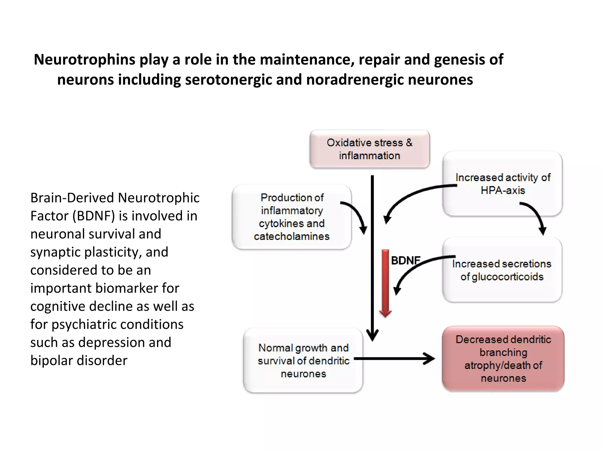 Neurotrophins play a role in the maintenance, repair and genesis of
neurons including serotonergic and noradrenergic neurones
Brain-Derived Neurotrophic
Factor (BDNF) is involved in
neuronal survival and
synaptic plasticity, and
considered to be an
important biomarker for
cognitive decline as well as
for psychiatric conditions
such as depression and
bipolar disorder
 